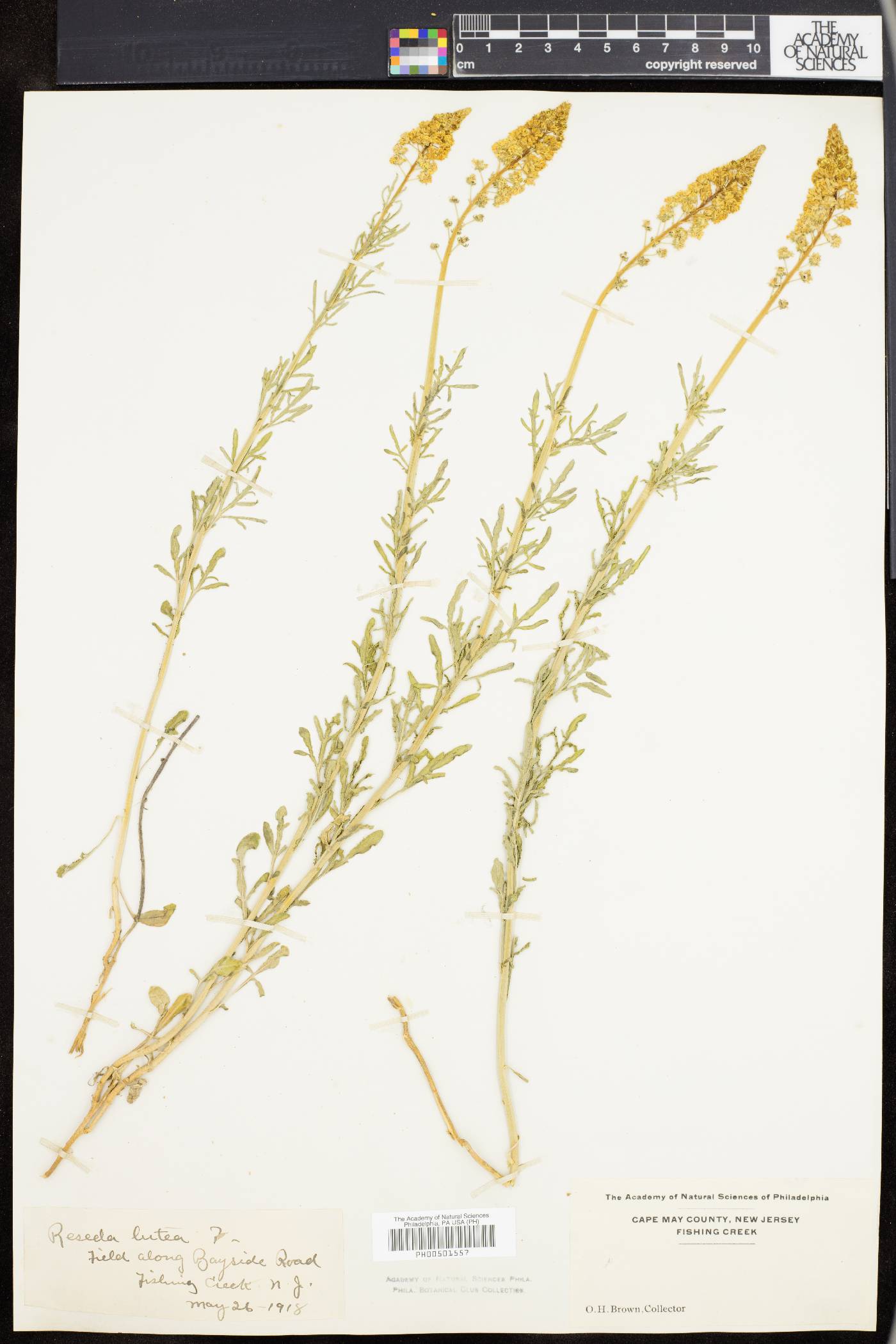 Reseda lutea image