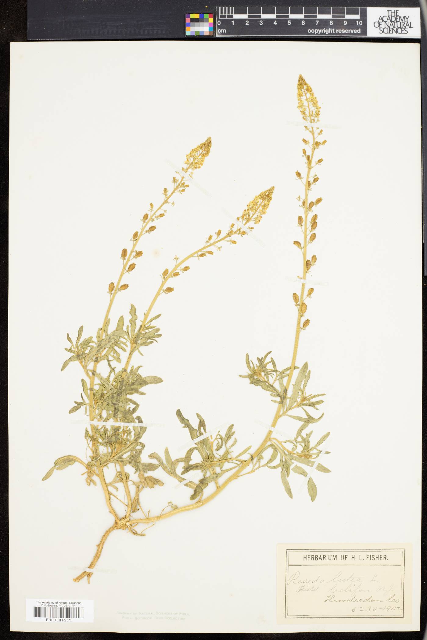Reseda lutea image