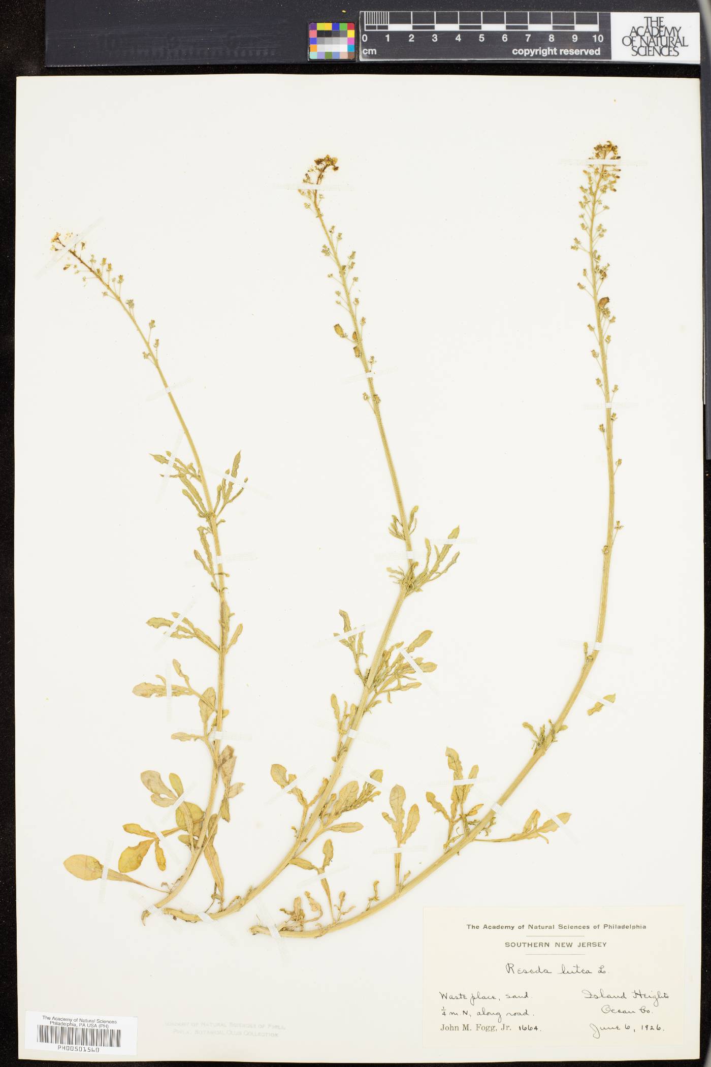 Reseda lutea image