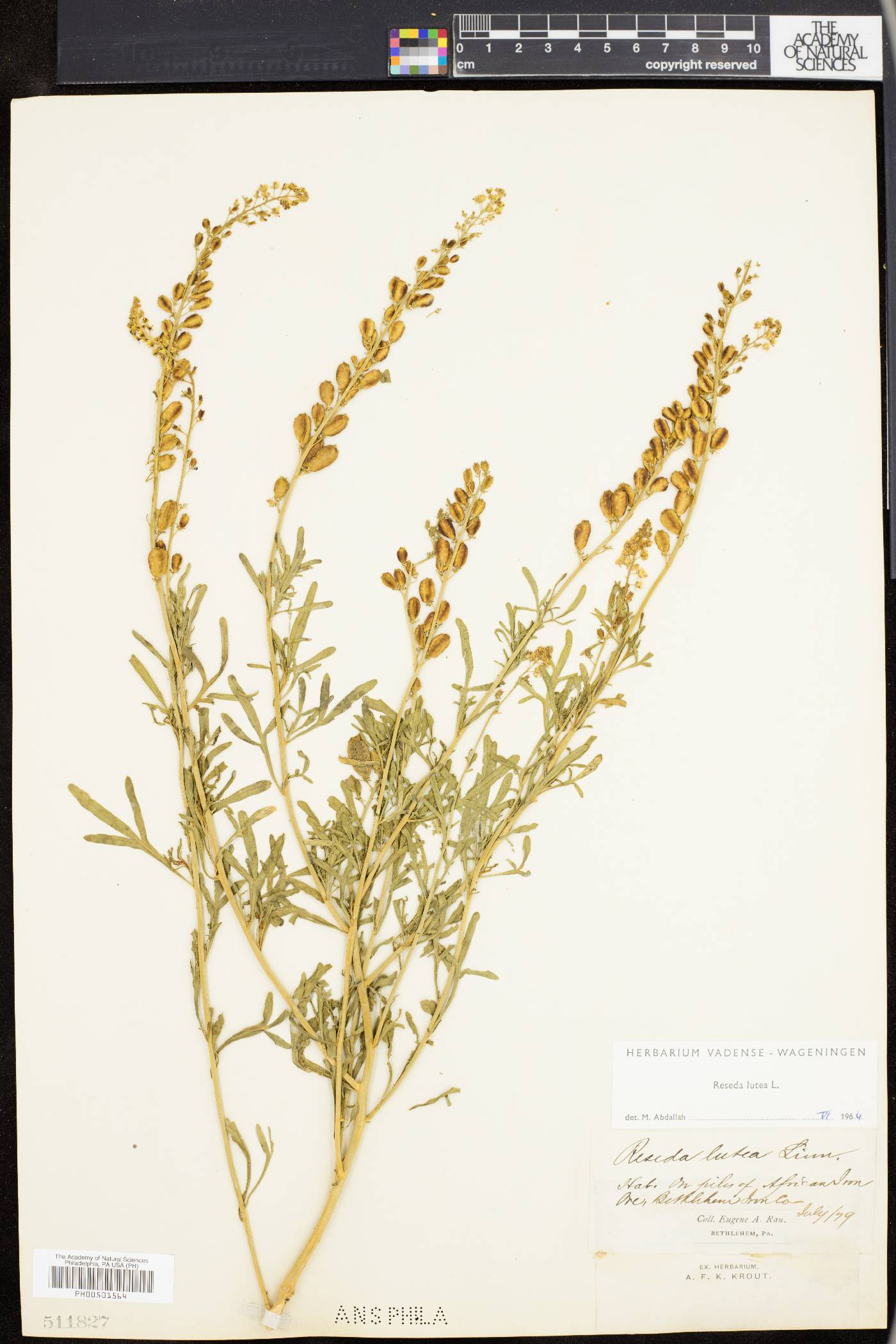 Reseda lutea image