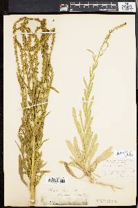 Reseda luteola image