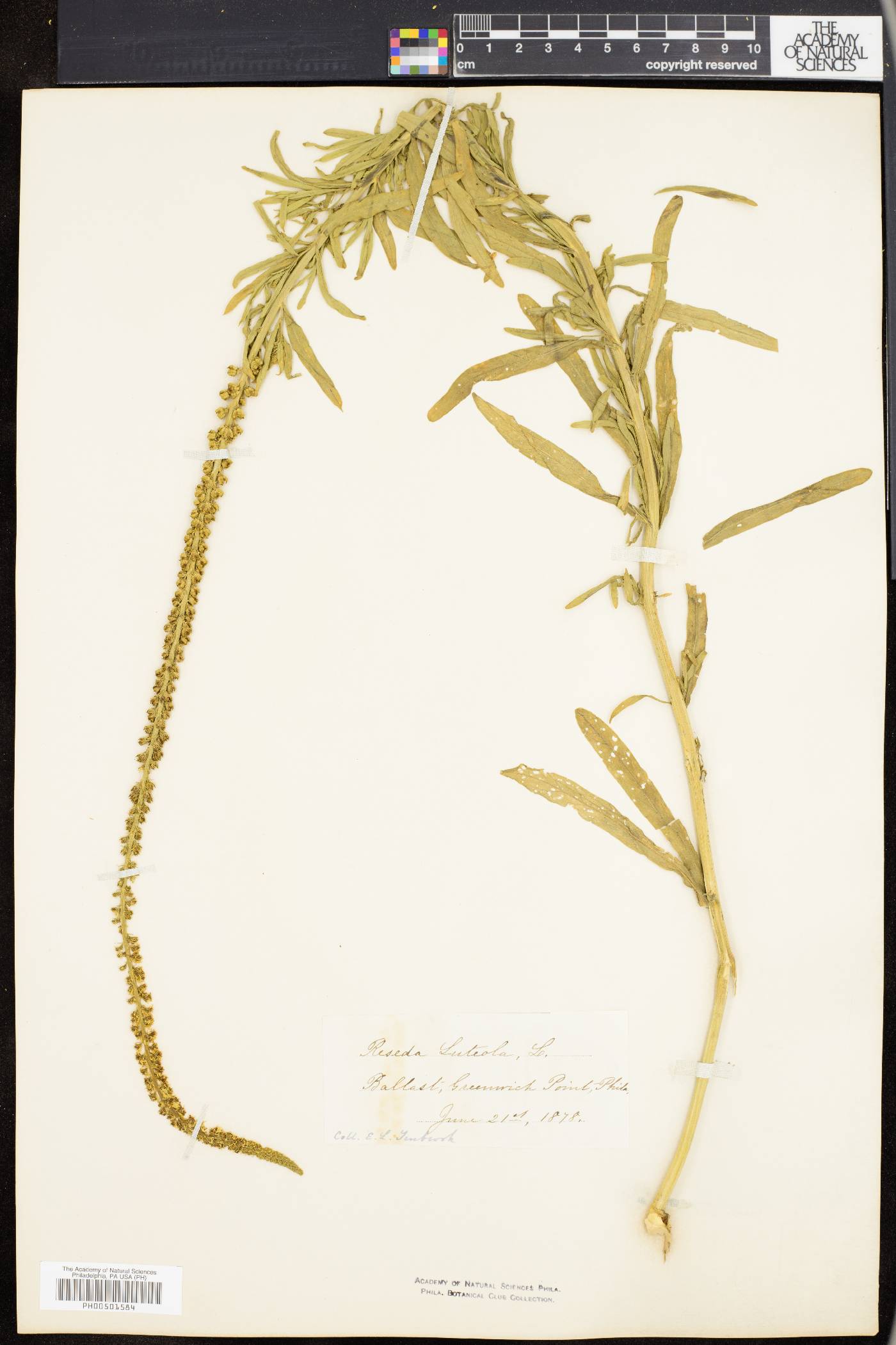 Reseda luteola image