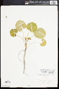 Alliaria petiolata image