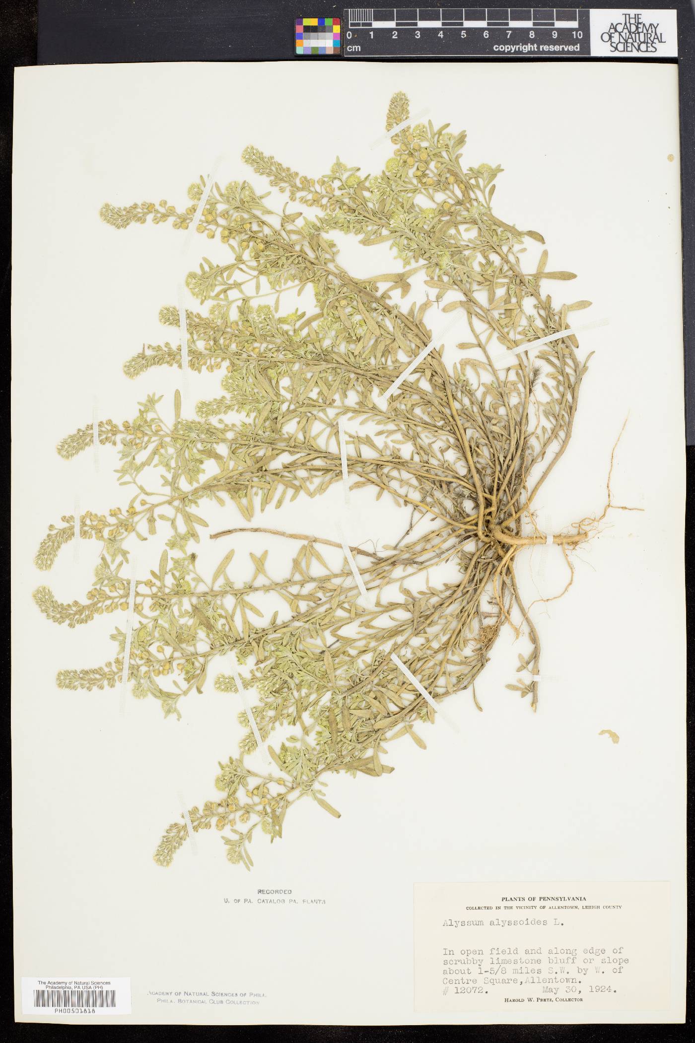 Alyssum alyssoides image