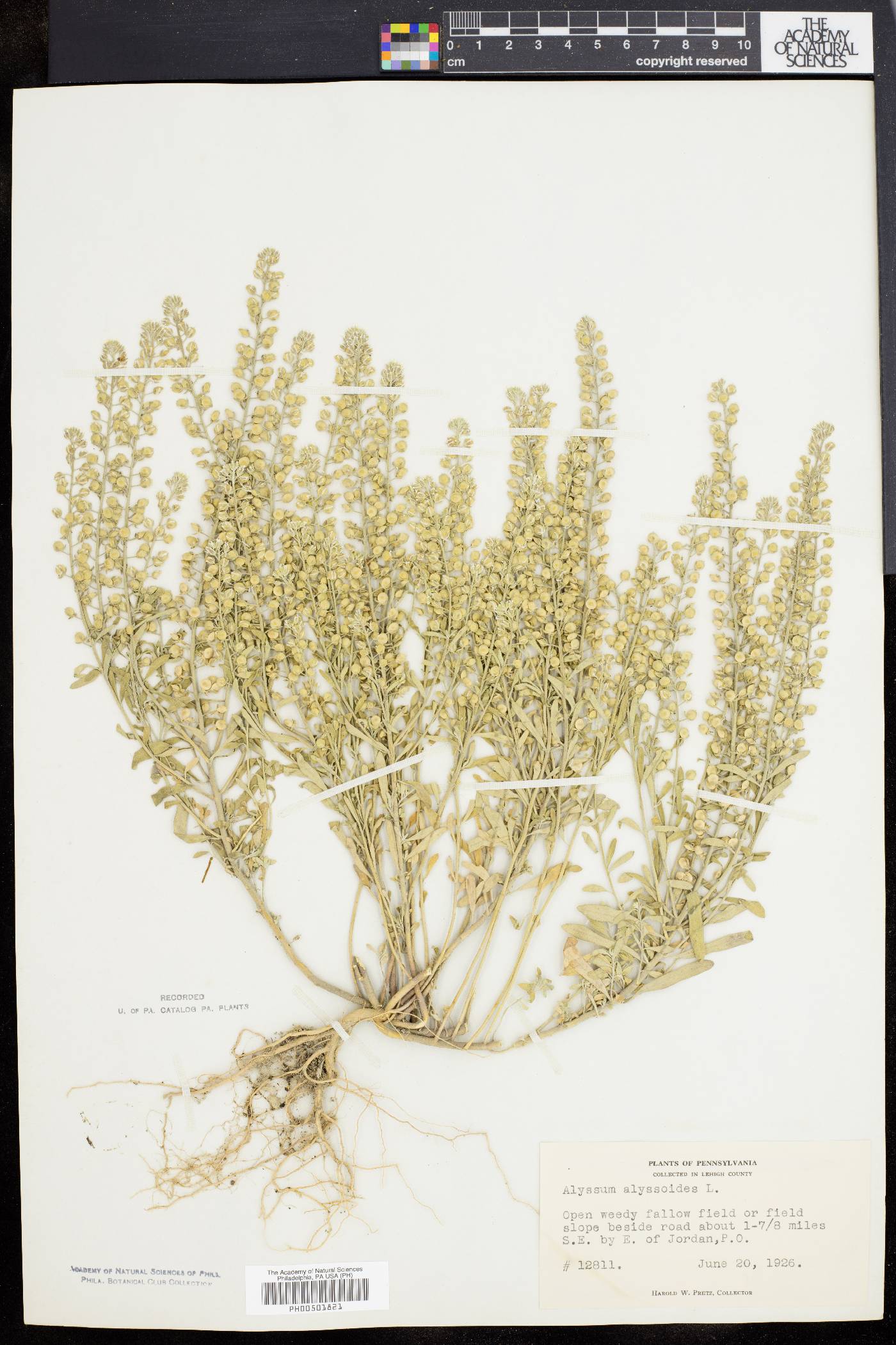 Alyssum alyssoides image