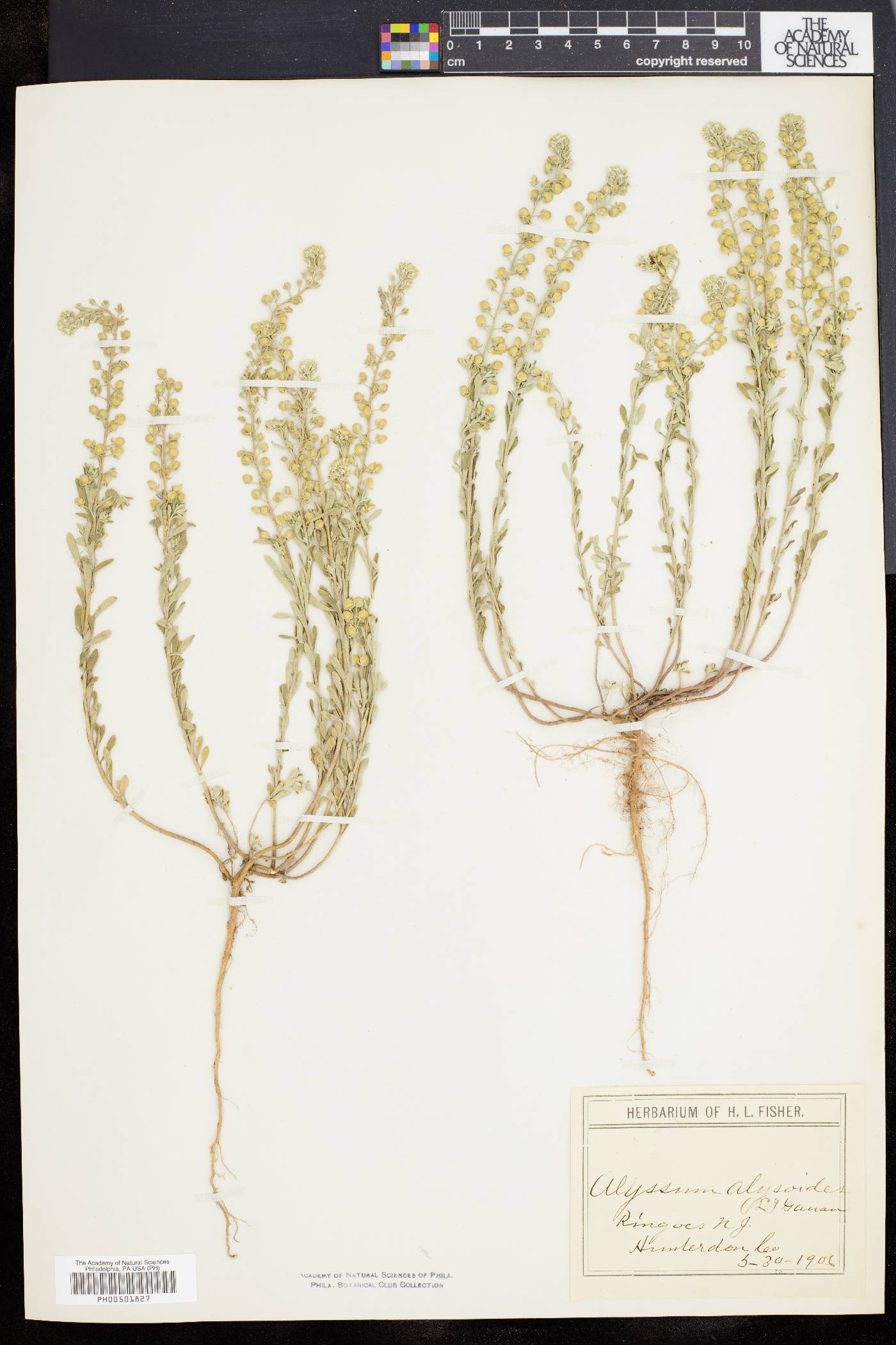 Alyssum alyssoides image