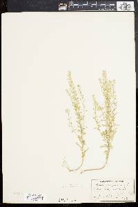 Alyssum alyssoides image