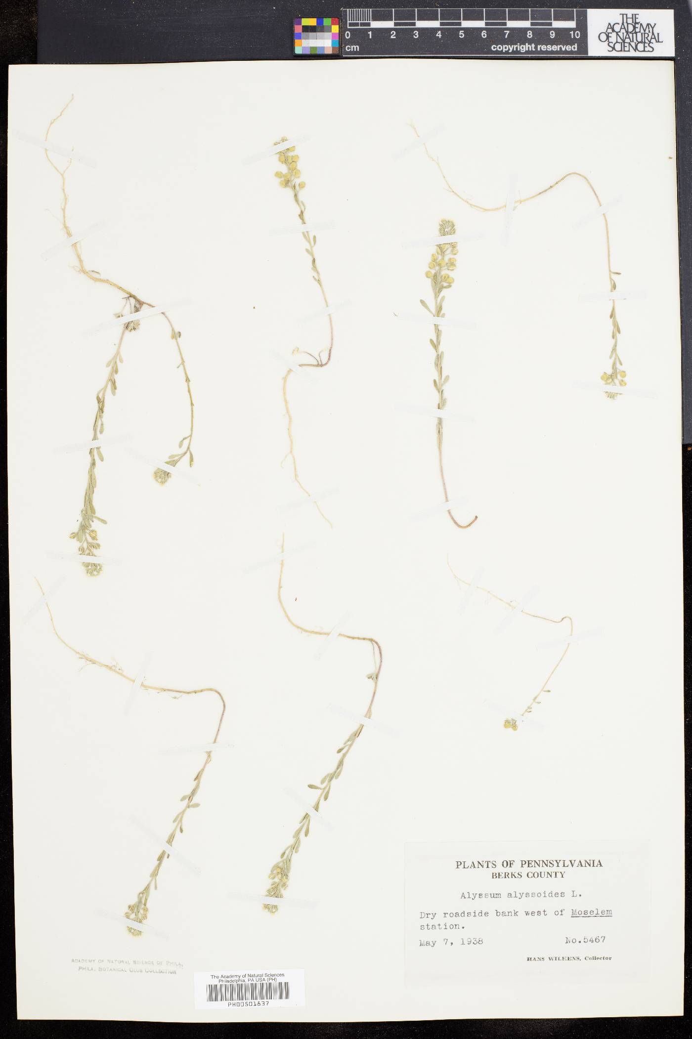 Alyssum alyssoides image