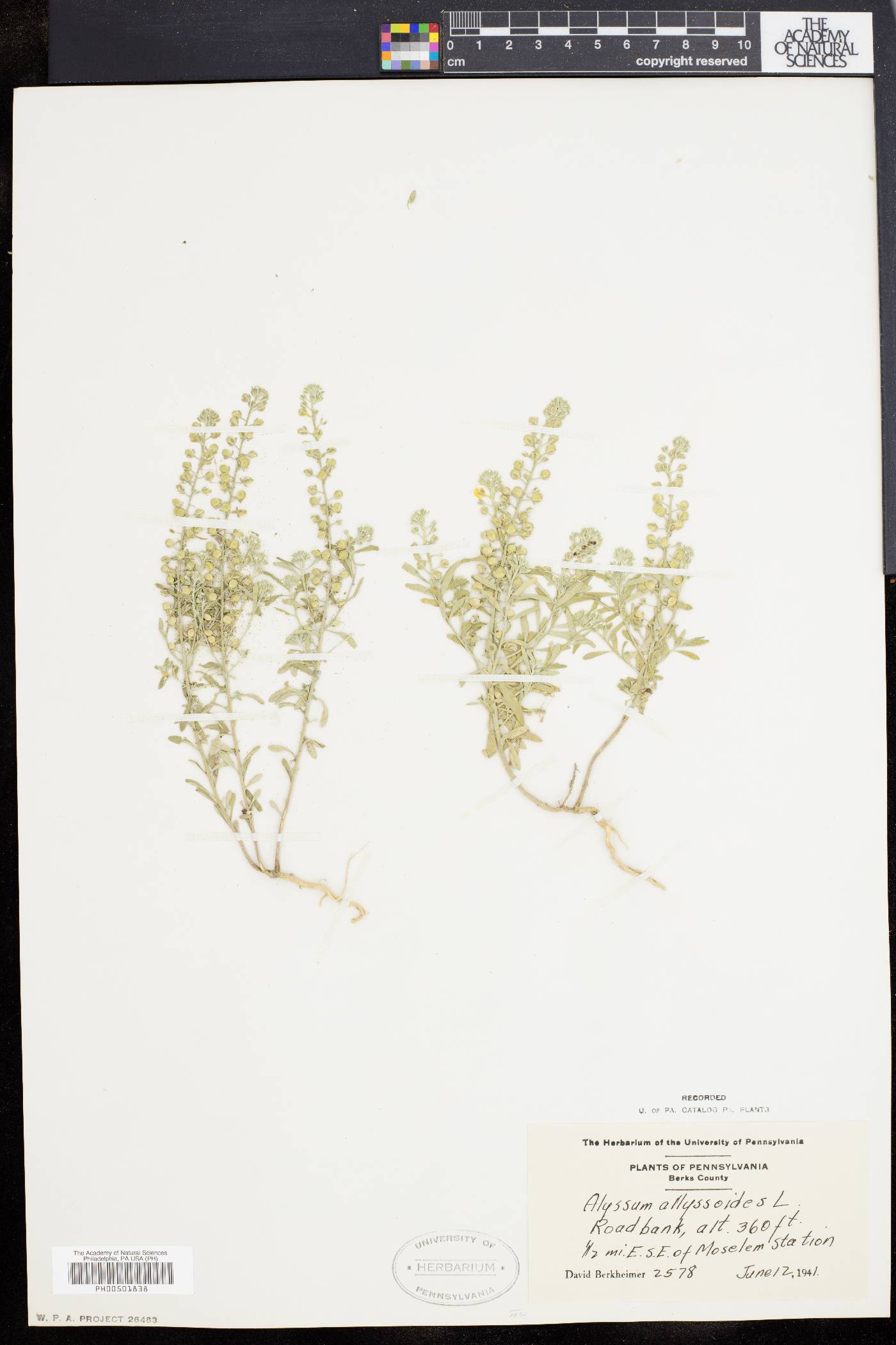 Alyssum alyssoides image