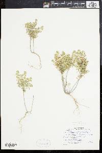 Alyssum alyssoides image