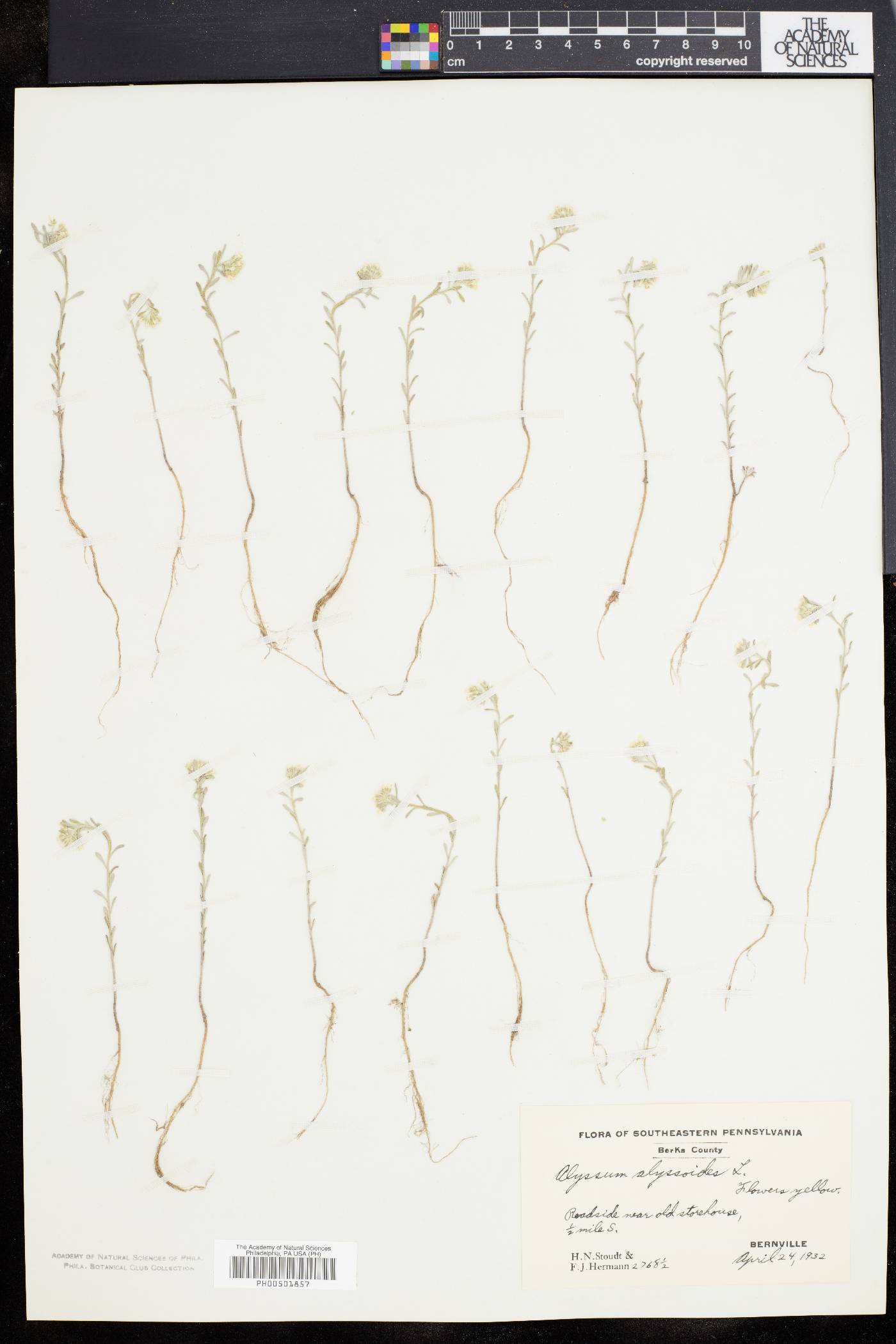 Alyssum alyssoides image