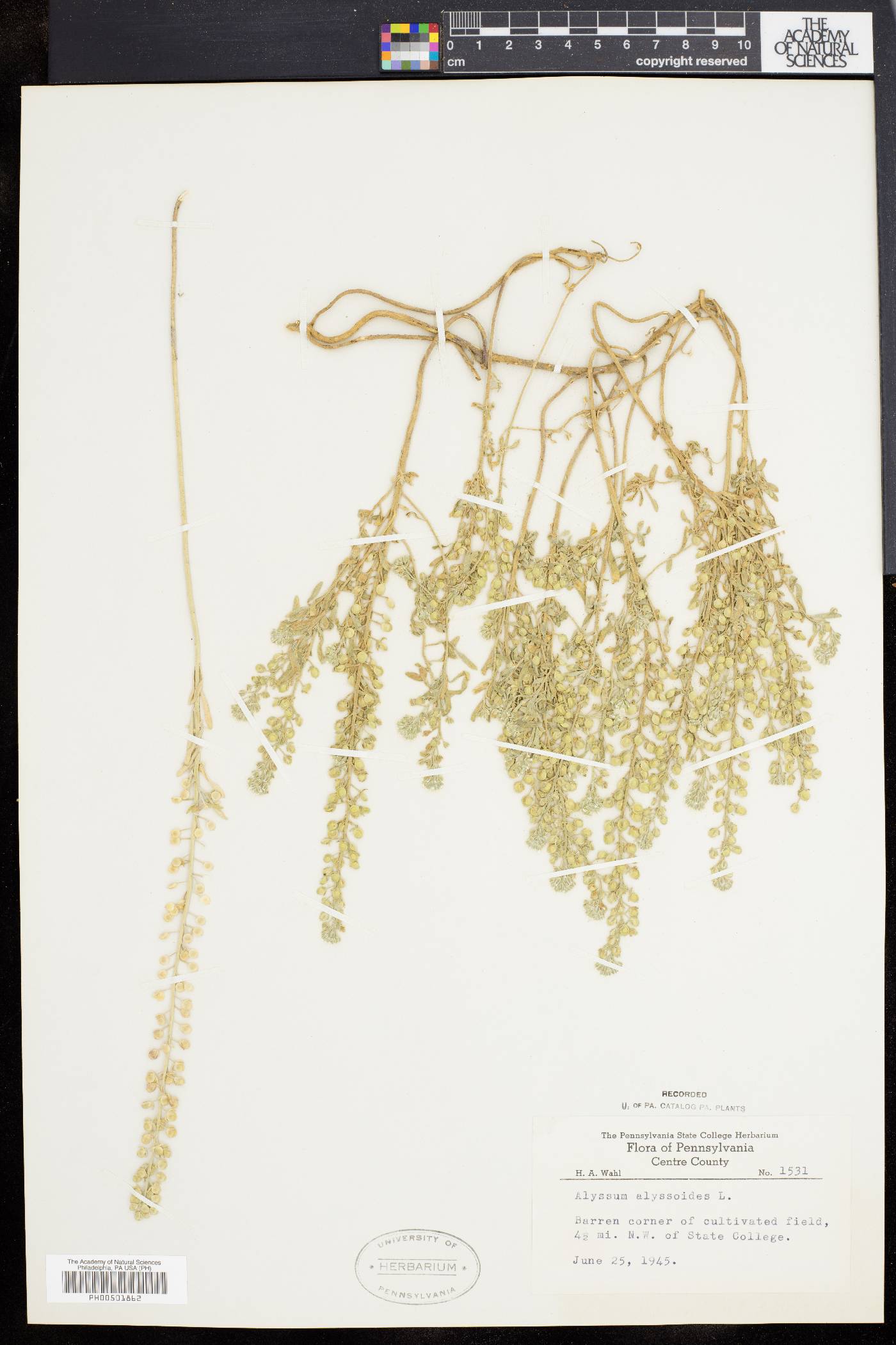 Alyssum alyssoides image