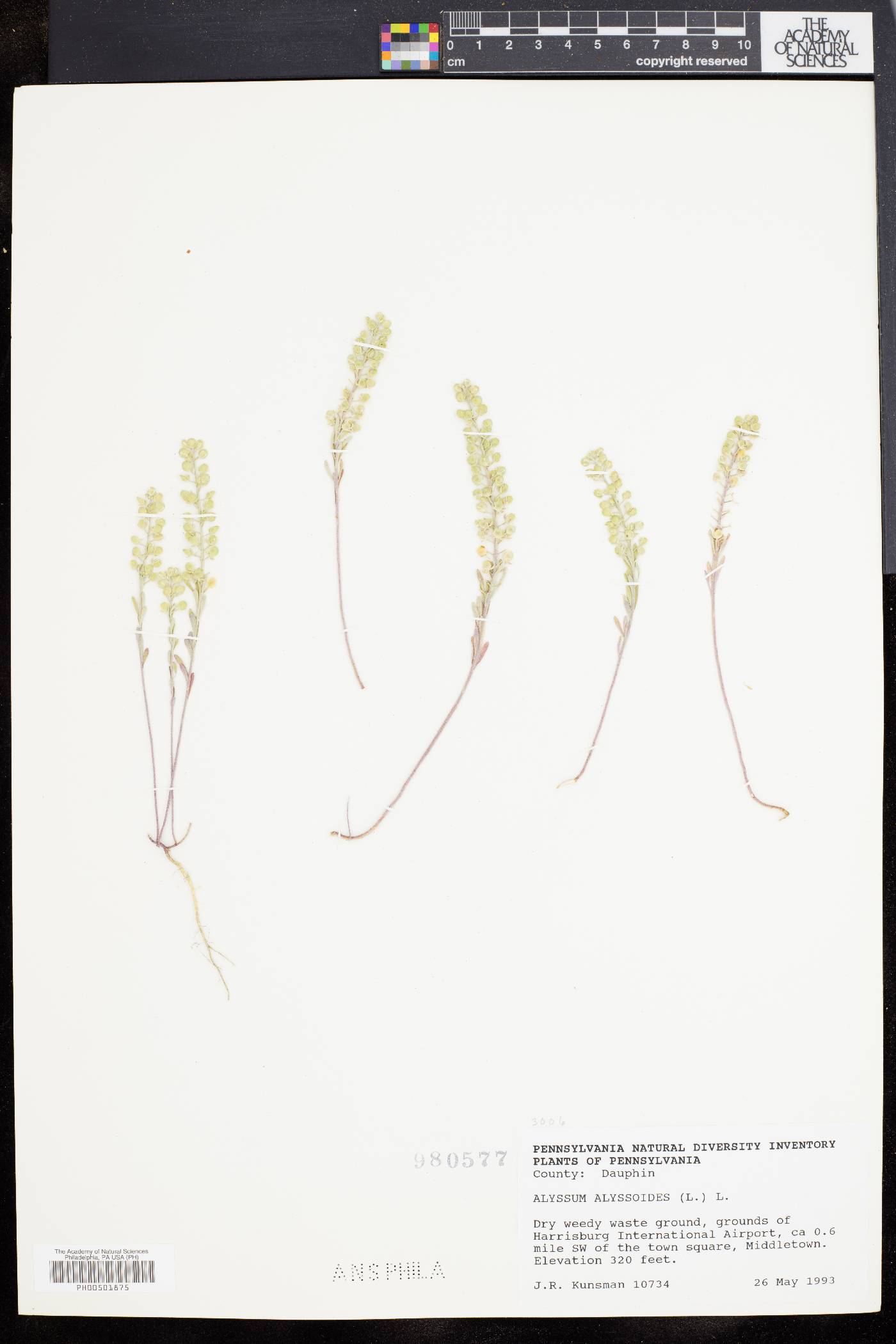 Alyssum alyssoides image