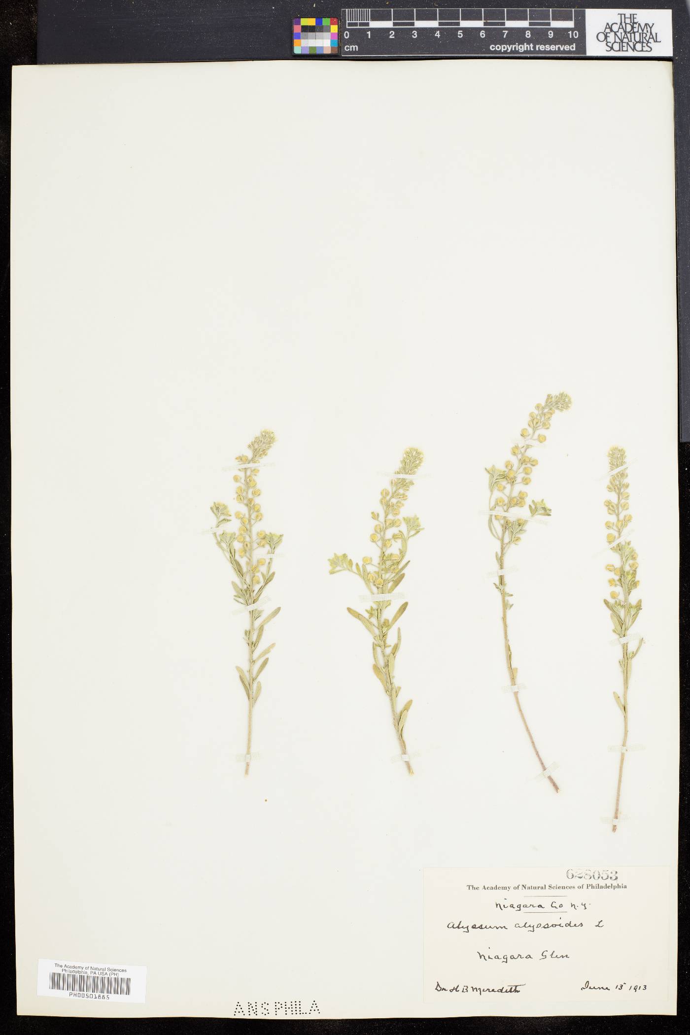 Alyssum alyssoides image