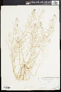 Arabidopsis thaliana image