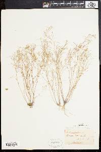 Arabidopsis thaliana image