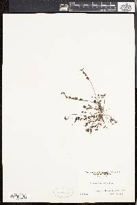 Drosera intermedia image