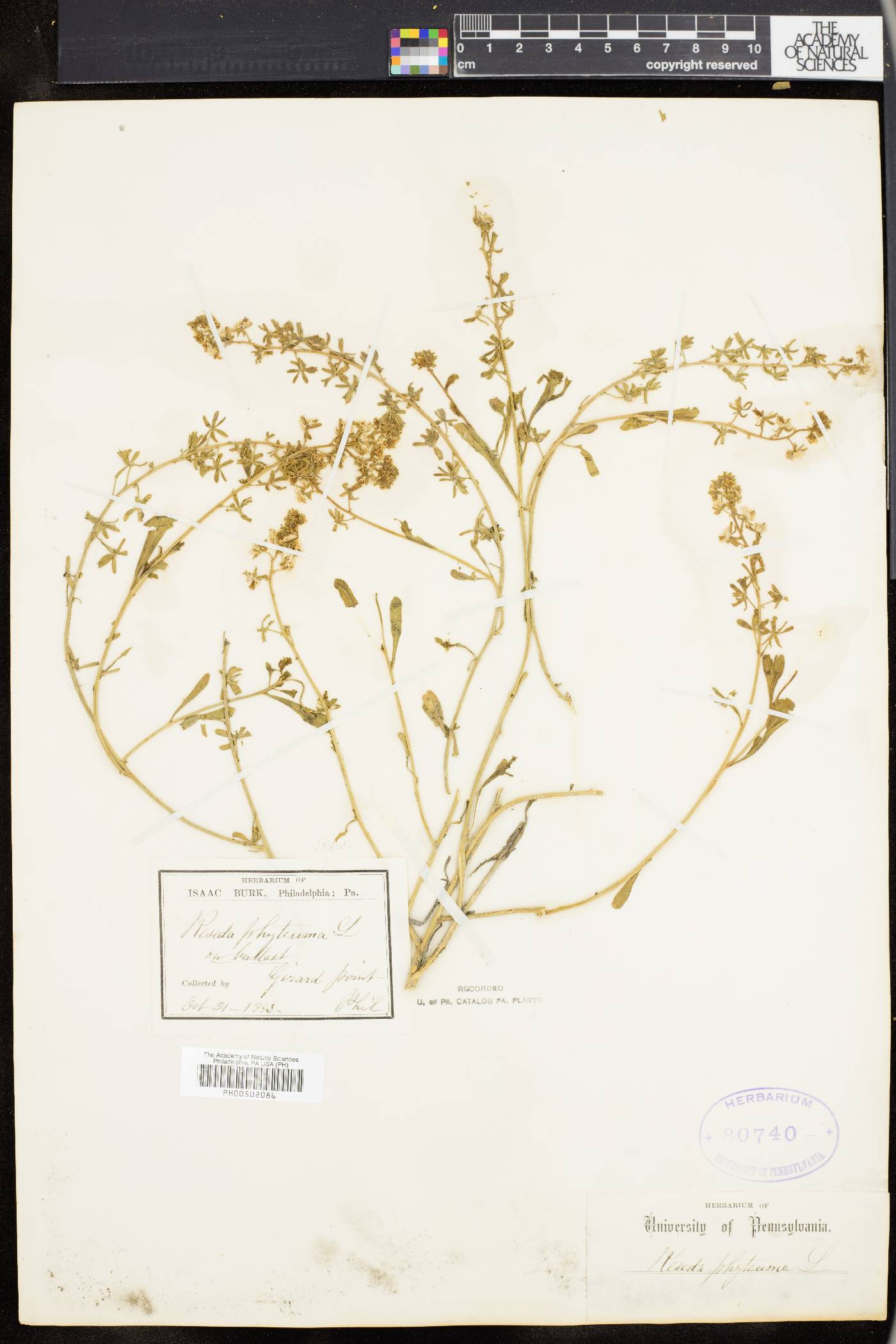 Reseda phyteuma image