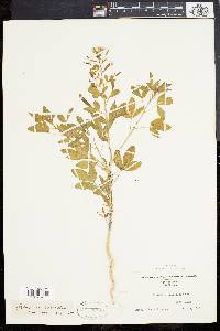 Polanisia dodecandra subsp. dodecandra image