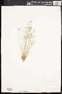 Arabidopsis thaliana image