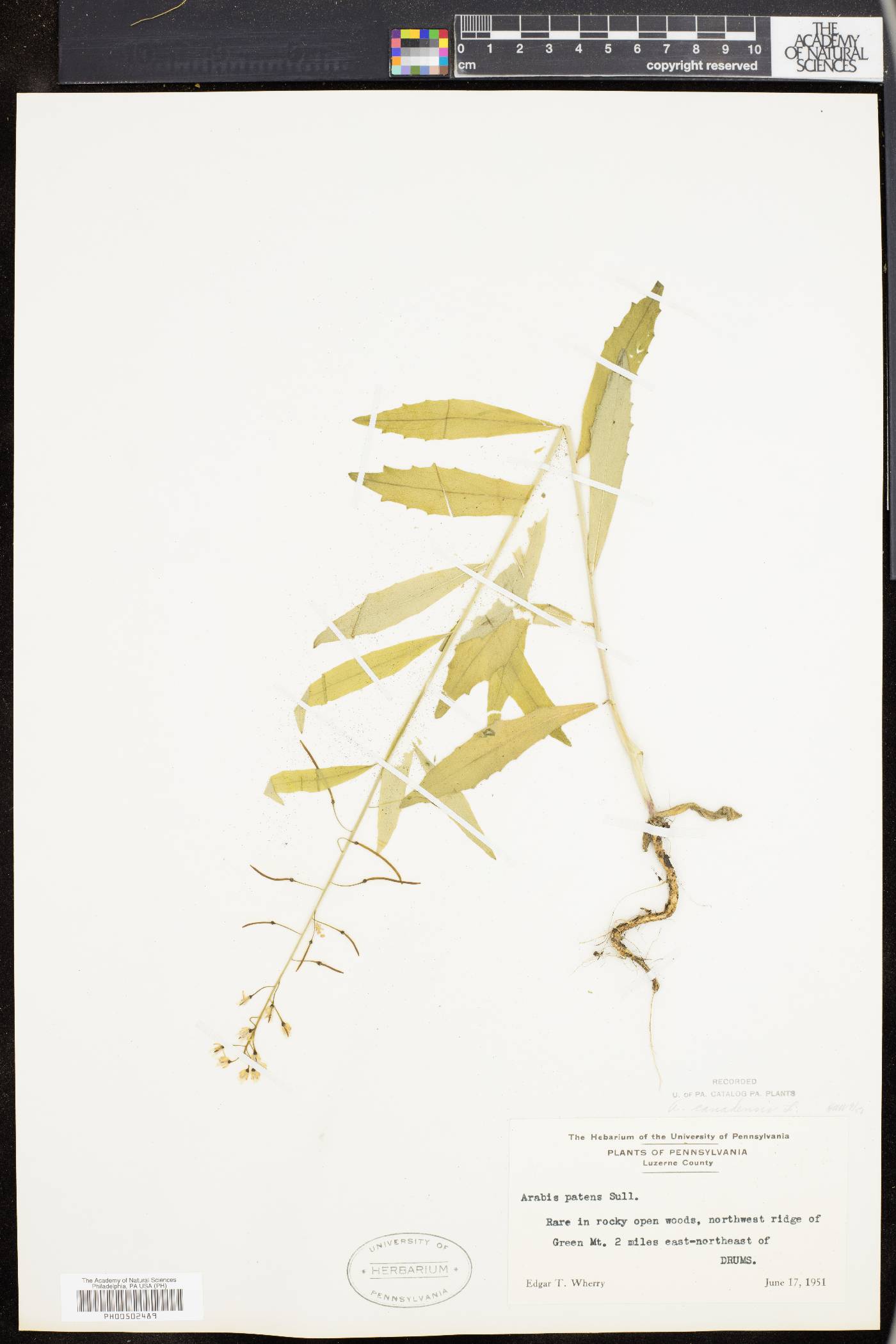 Borodinia canadensis image