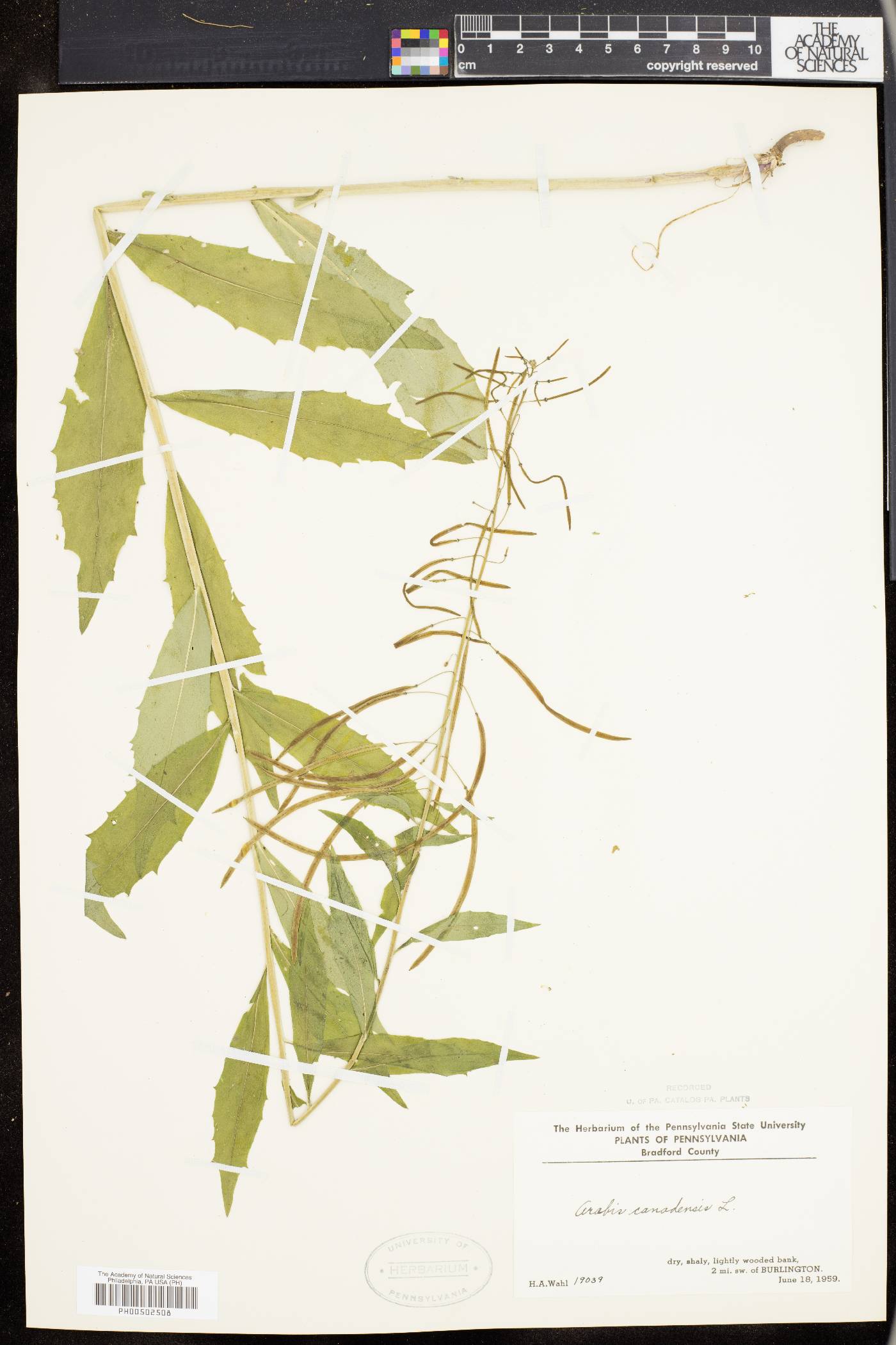 Borodinia canadensis image