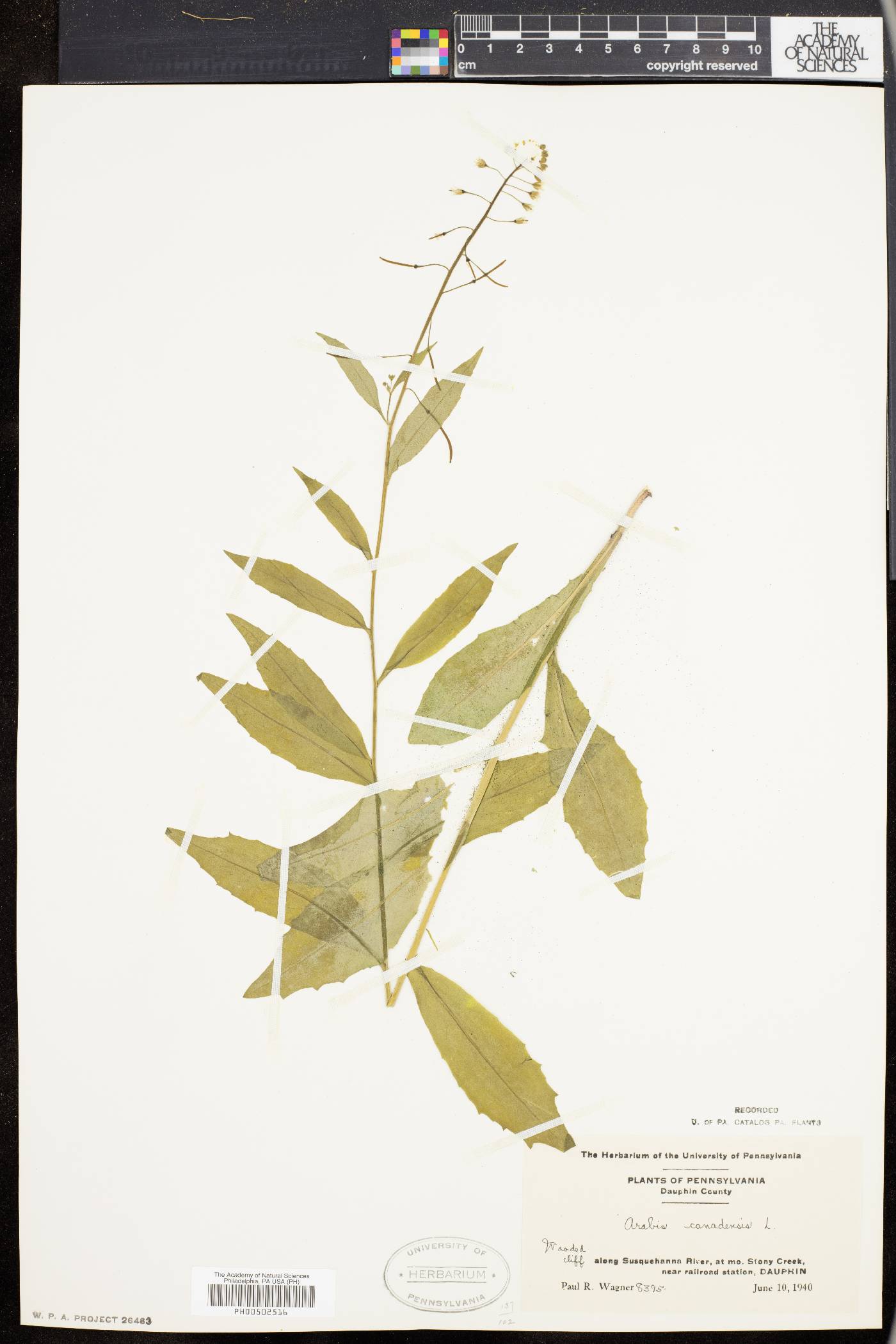 Borodinia canadensis image