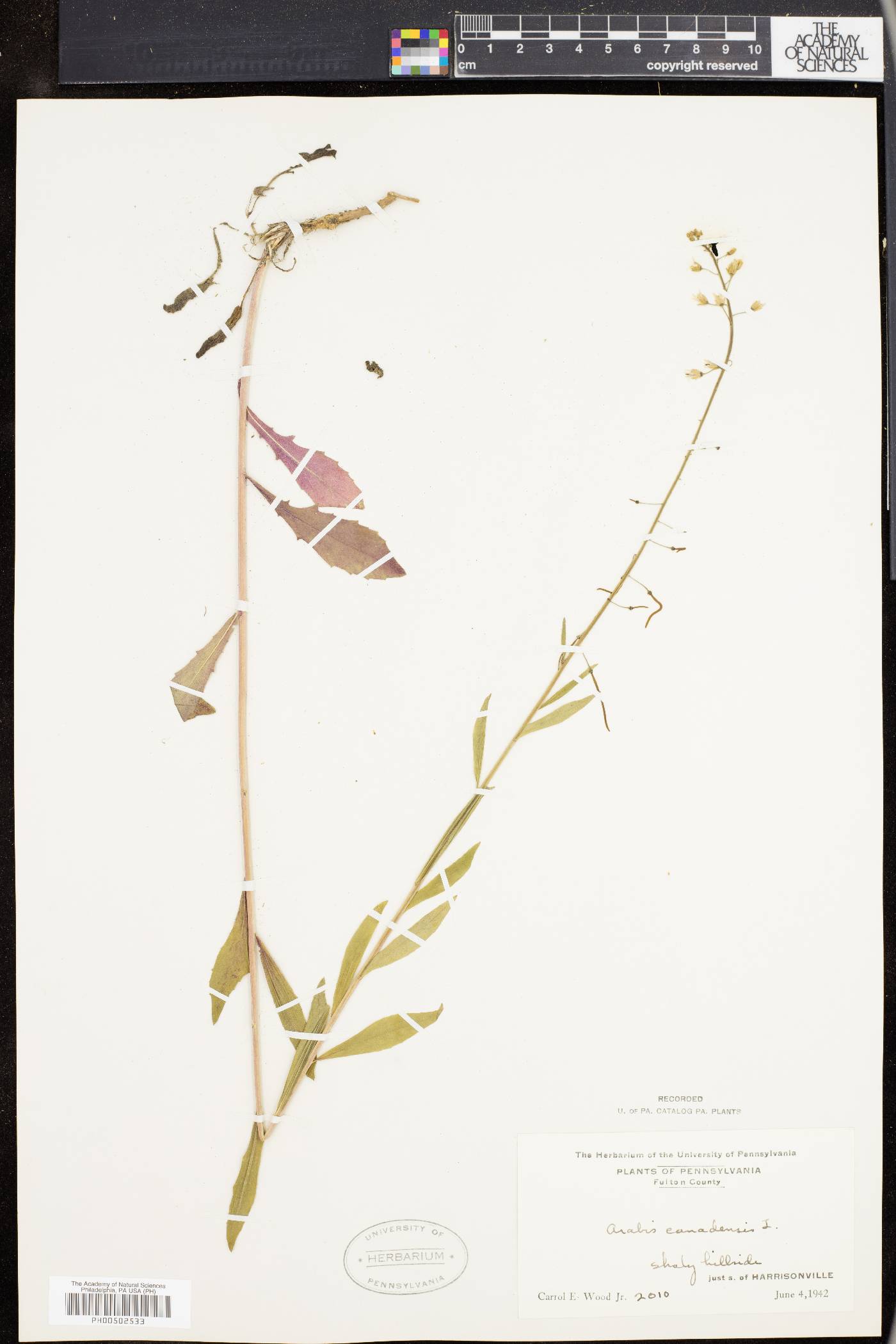 Borodinia canadensis image