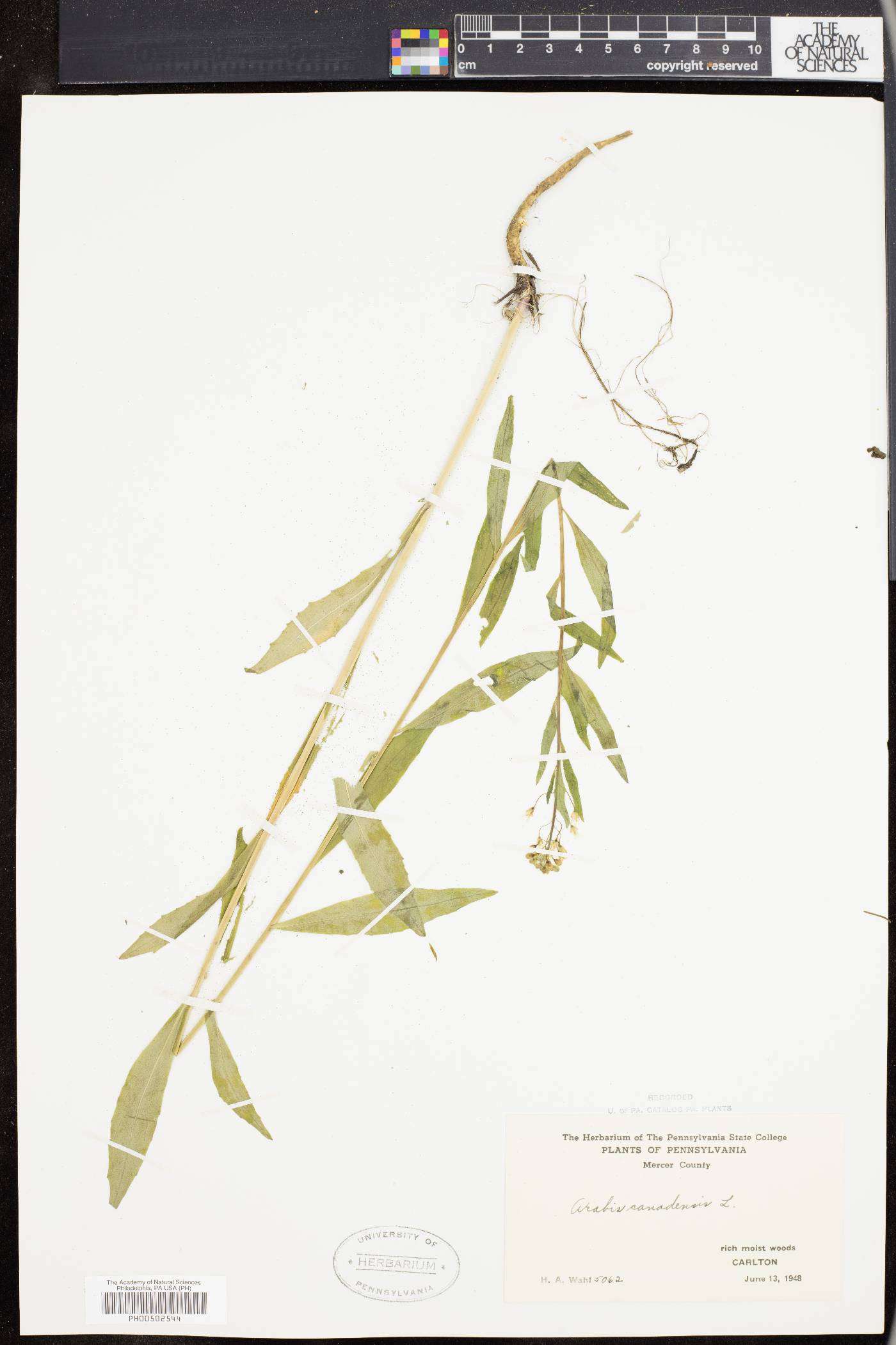 Borodinia canadensis image
