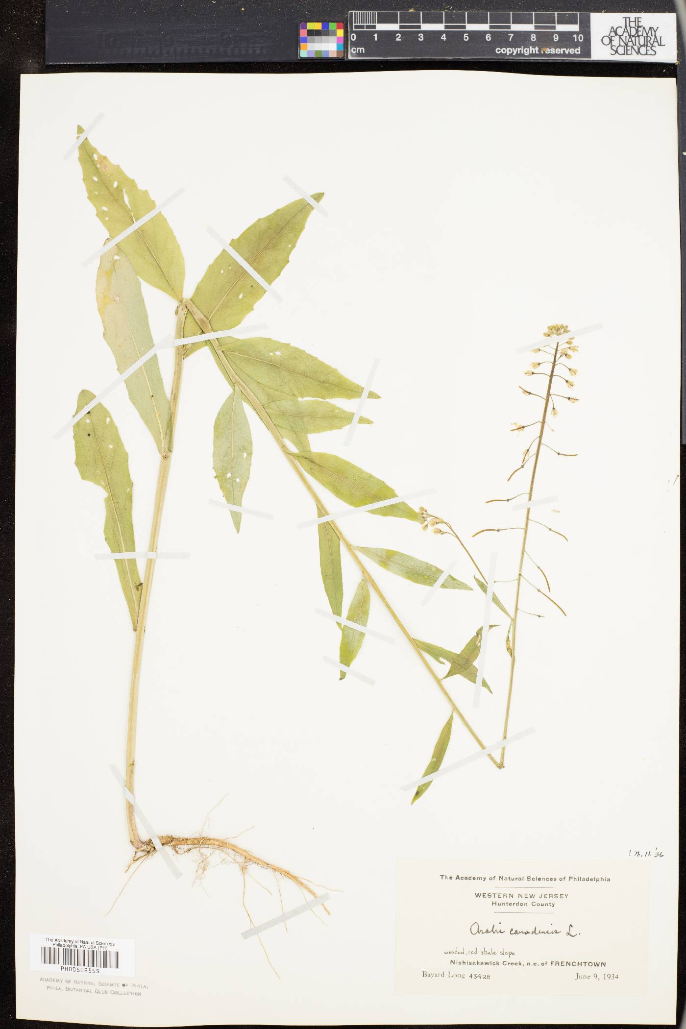 Borodinia canadensis image