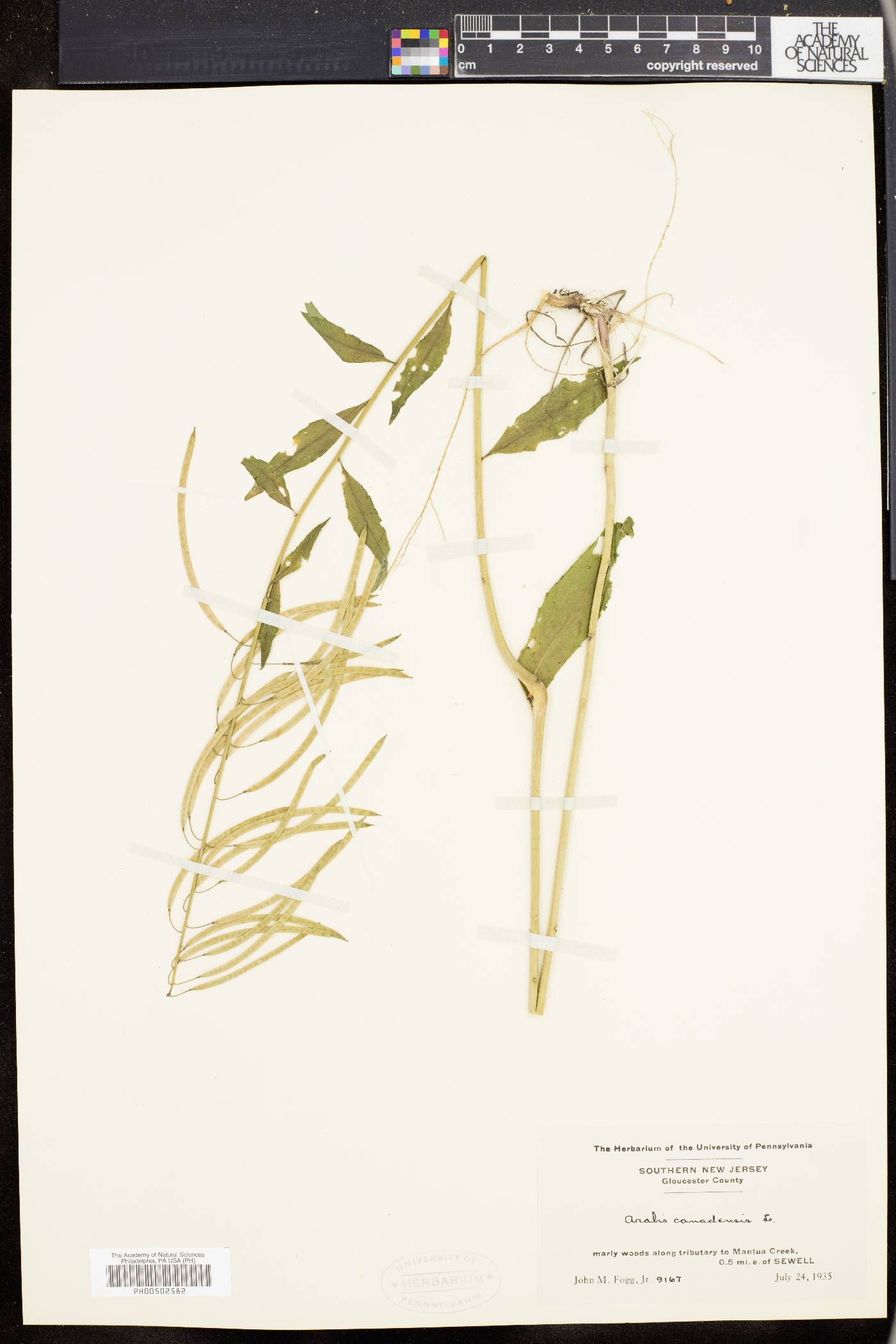 Borodinia canadensis image