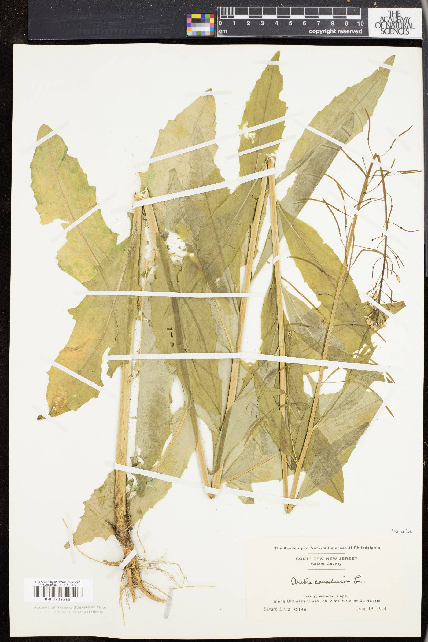 Borodinia canadensis image