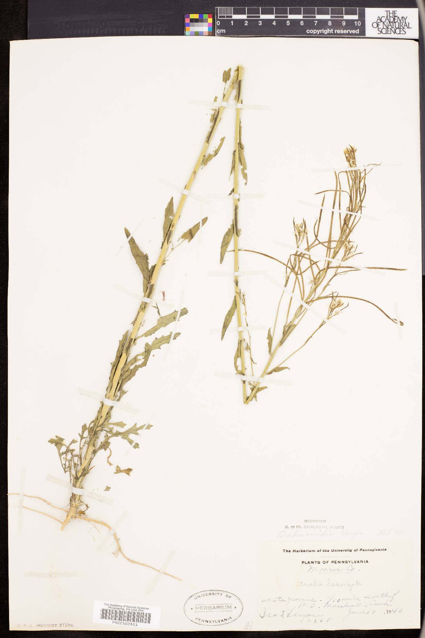 Borodinia missouriensis image