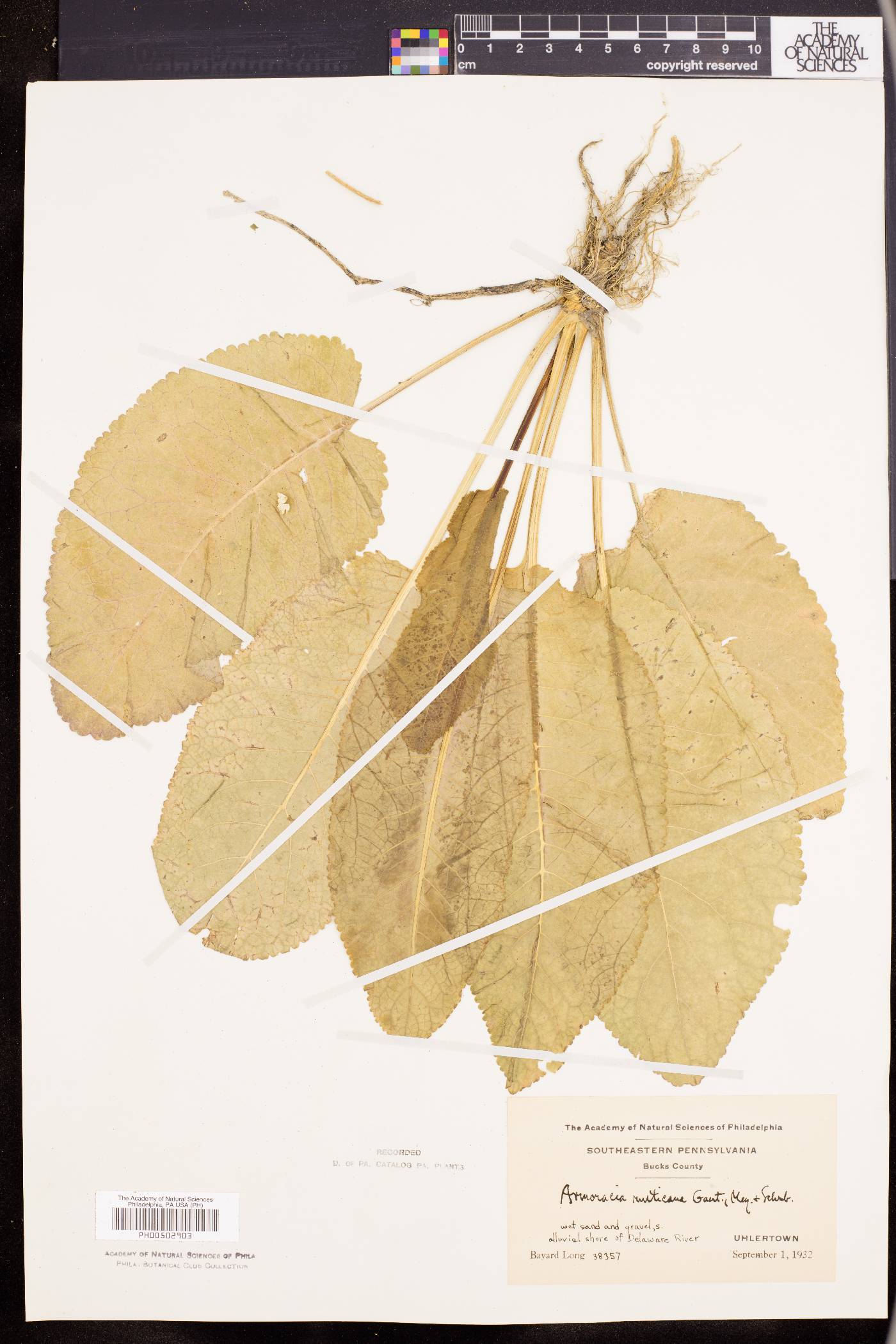 Armoracia lapathifolia image