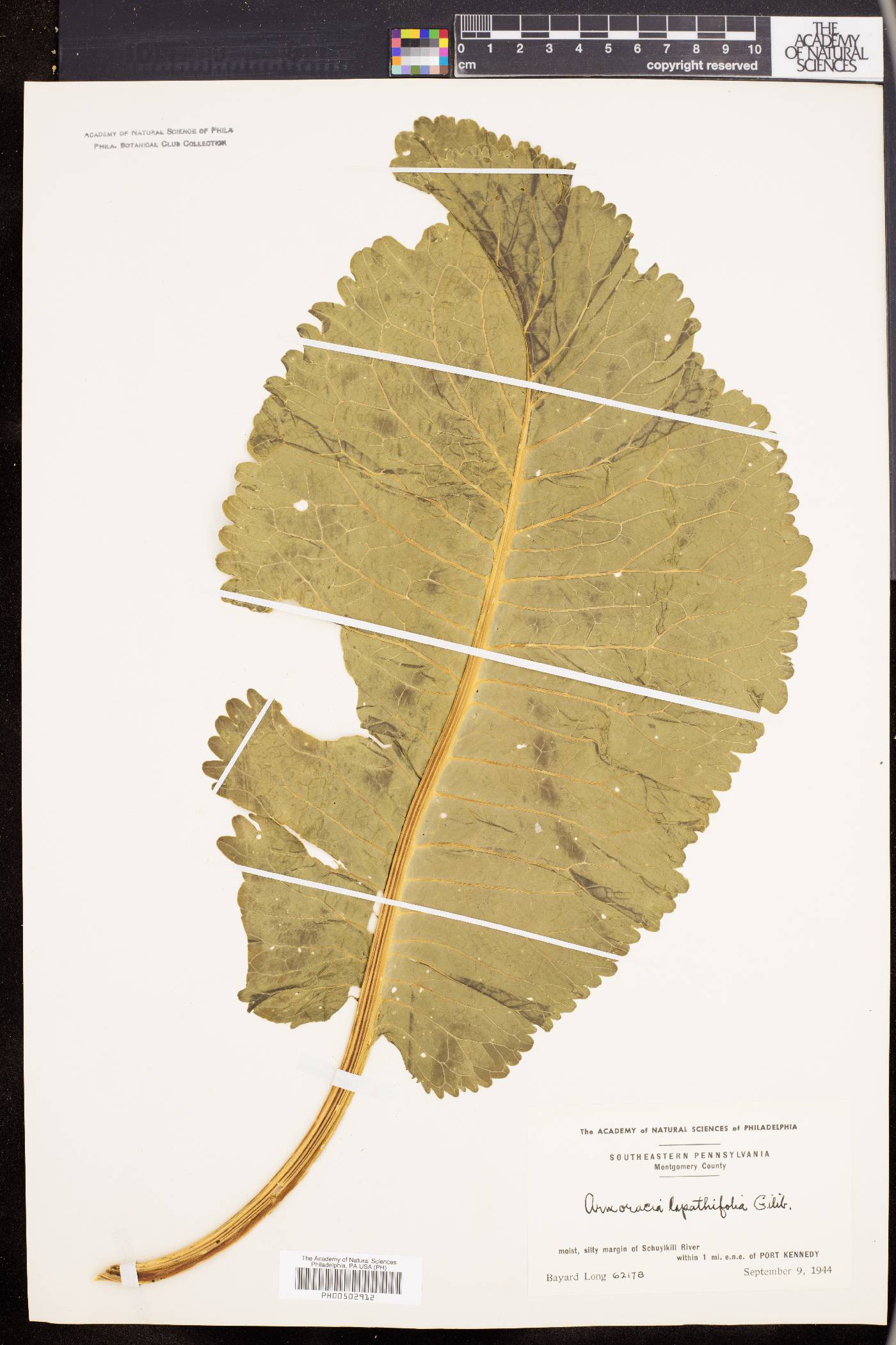 Armoracia lapathifolia image