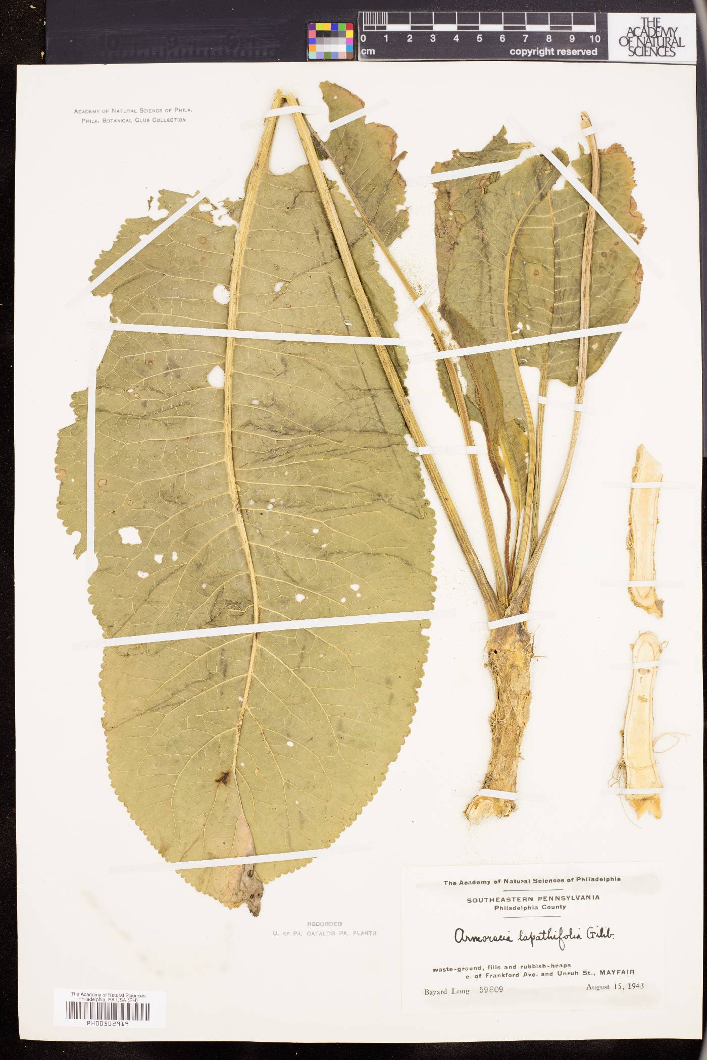 Armoracia lapathifolia image