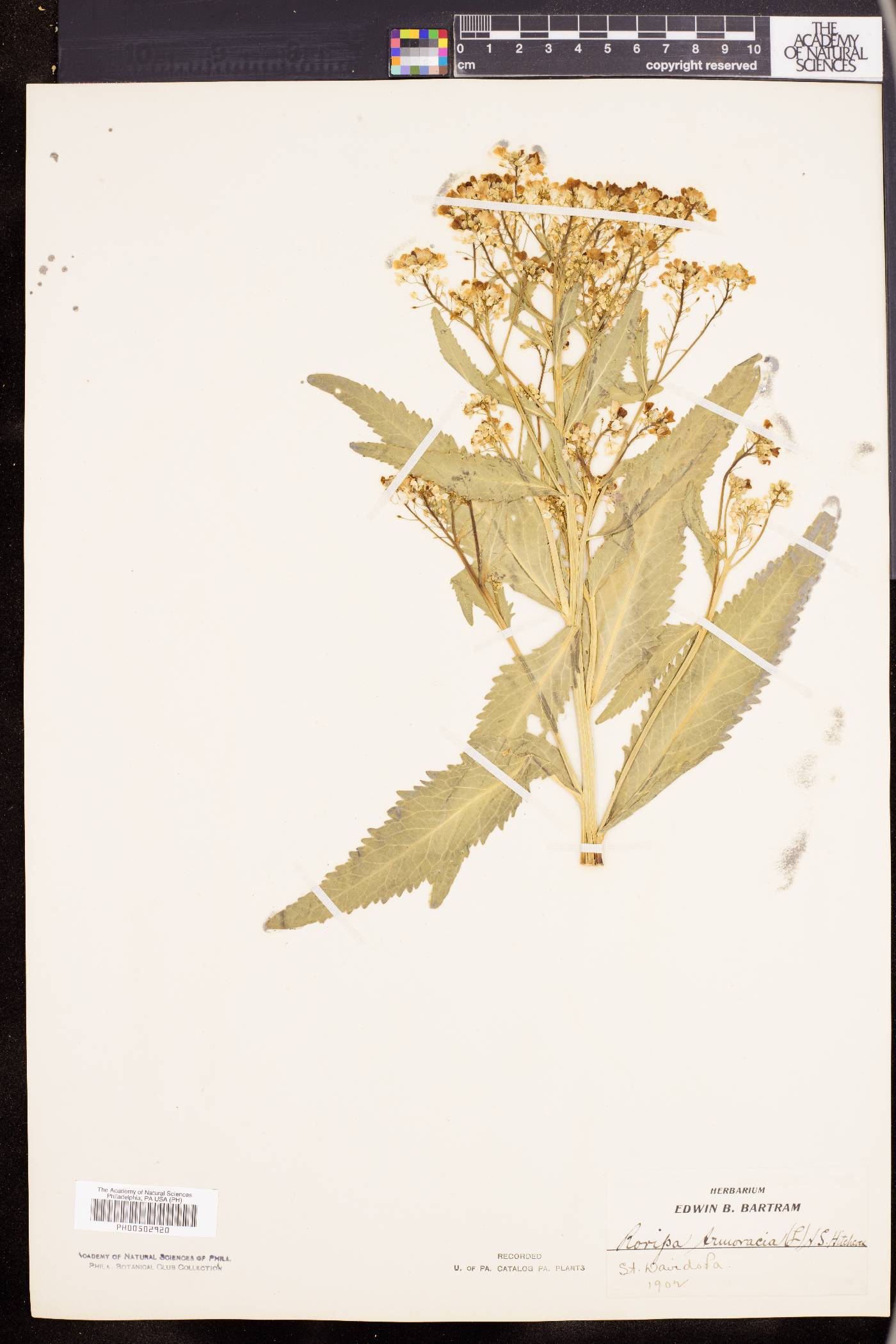 Armoracia lapathifolia image