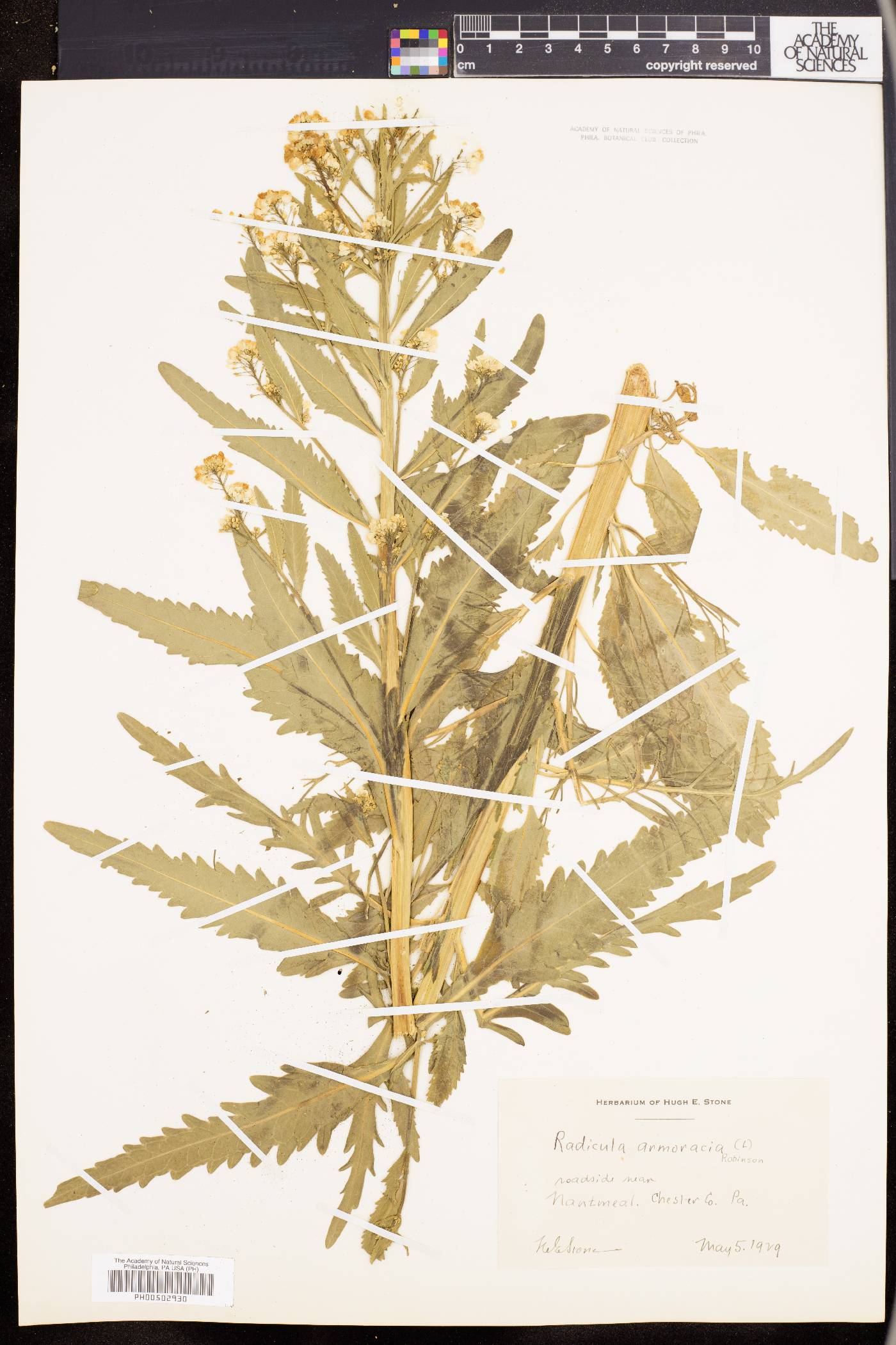 Armoracia lapathifolia image