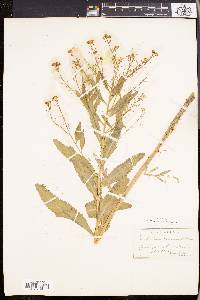 Armoracia lapathifolia image