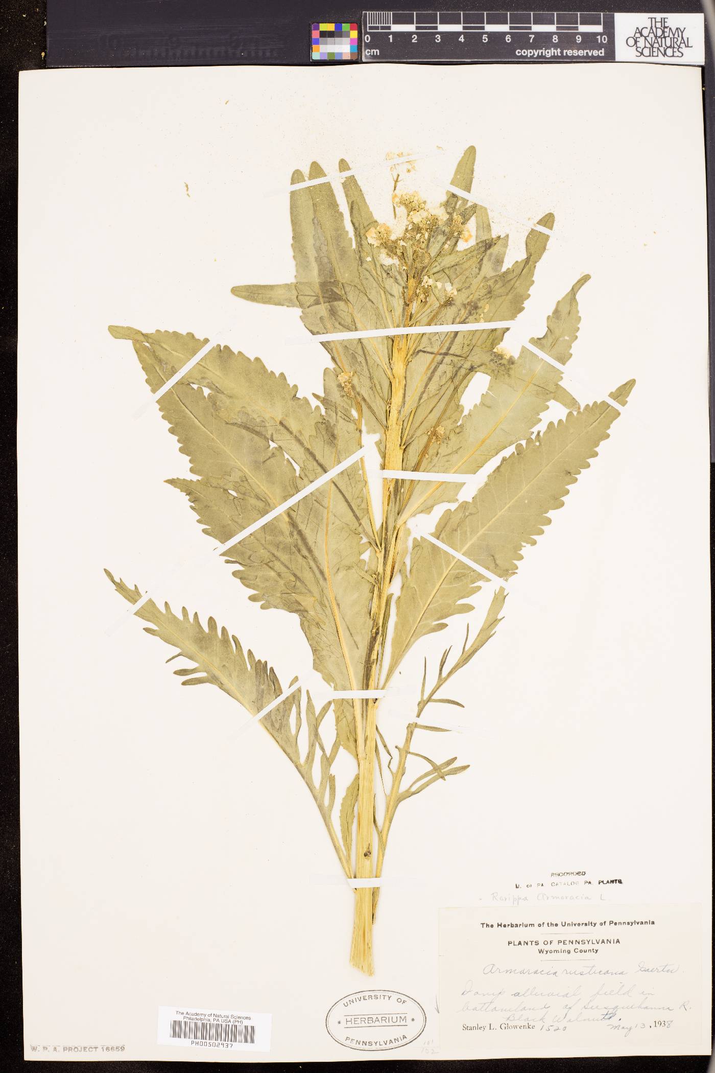 Armoracia lapathifolia image