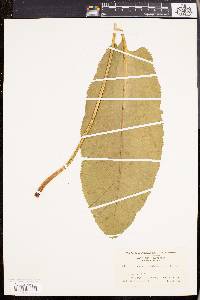 Armoracia lapathifolia image