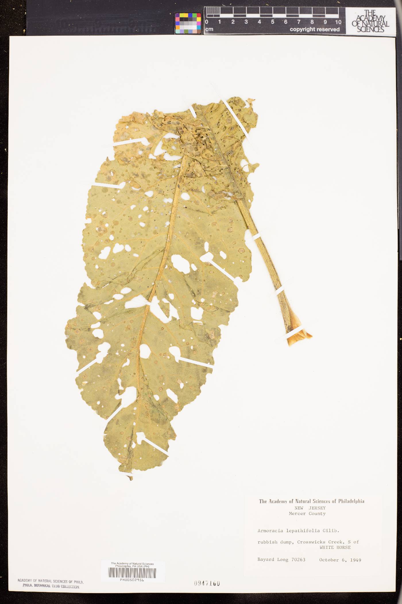 Armoracia lapathifolia image