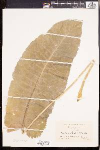 Armoracia lapathifolia image