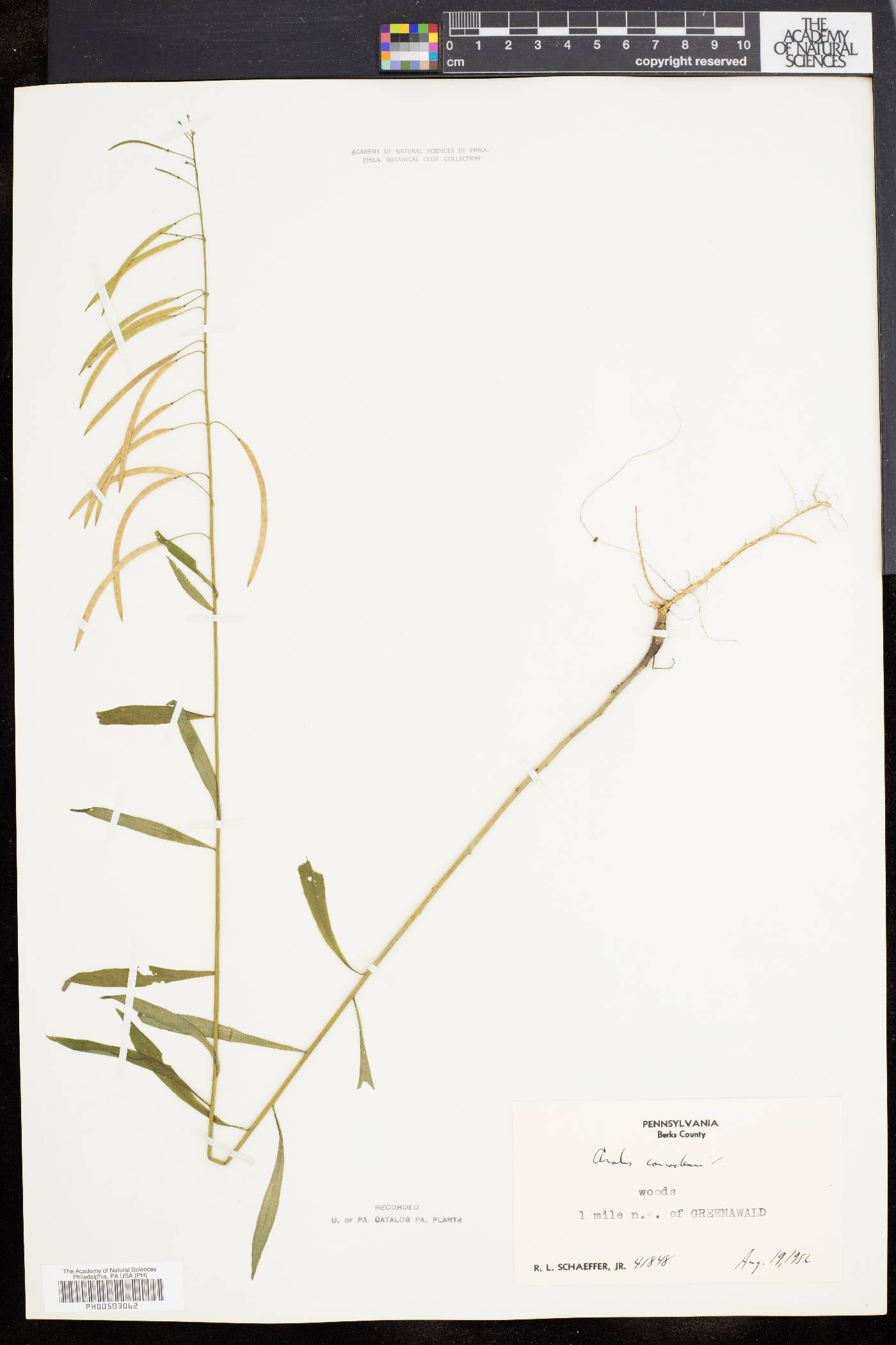 Borodinia canadensis image