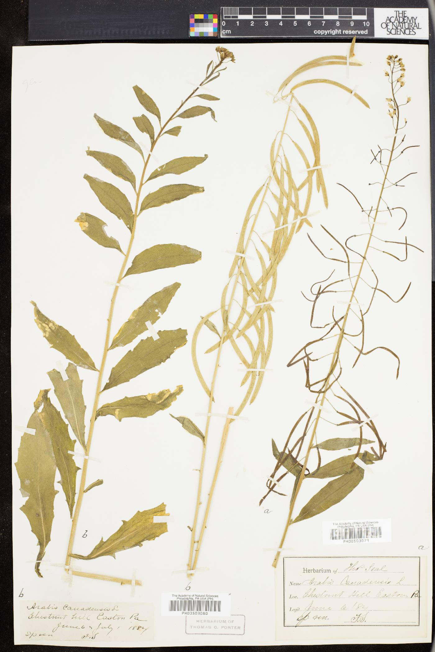 Borodinia canadensis image