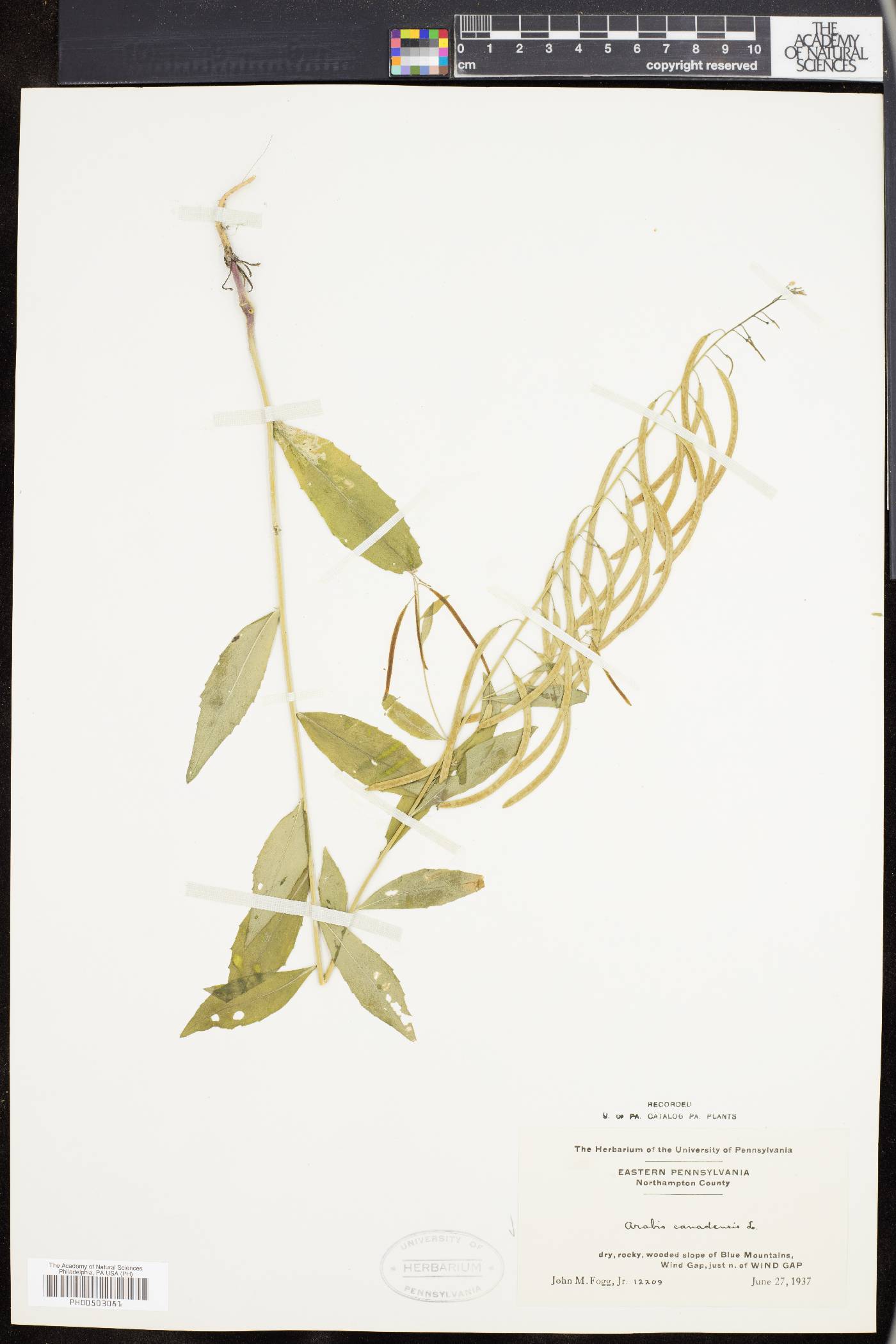Borodinia canadensis image