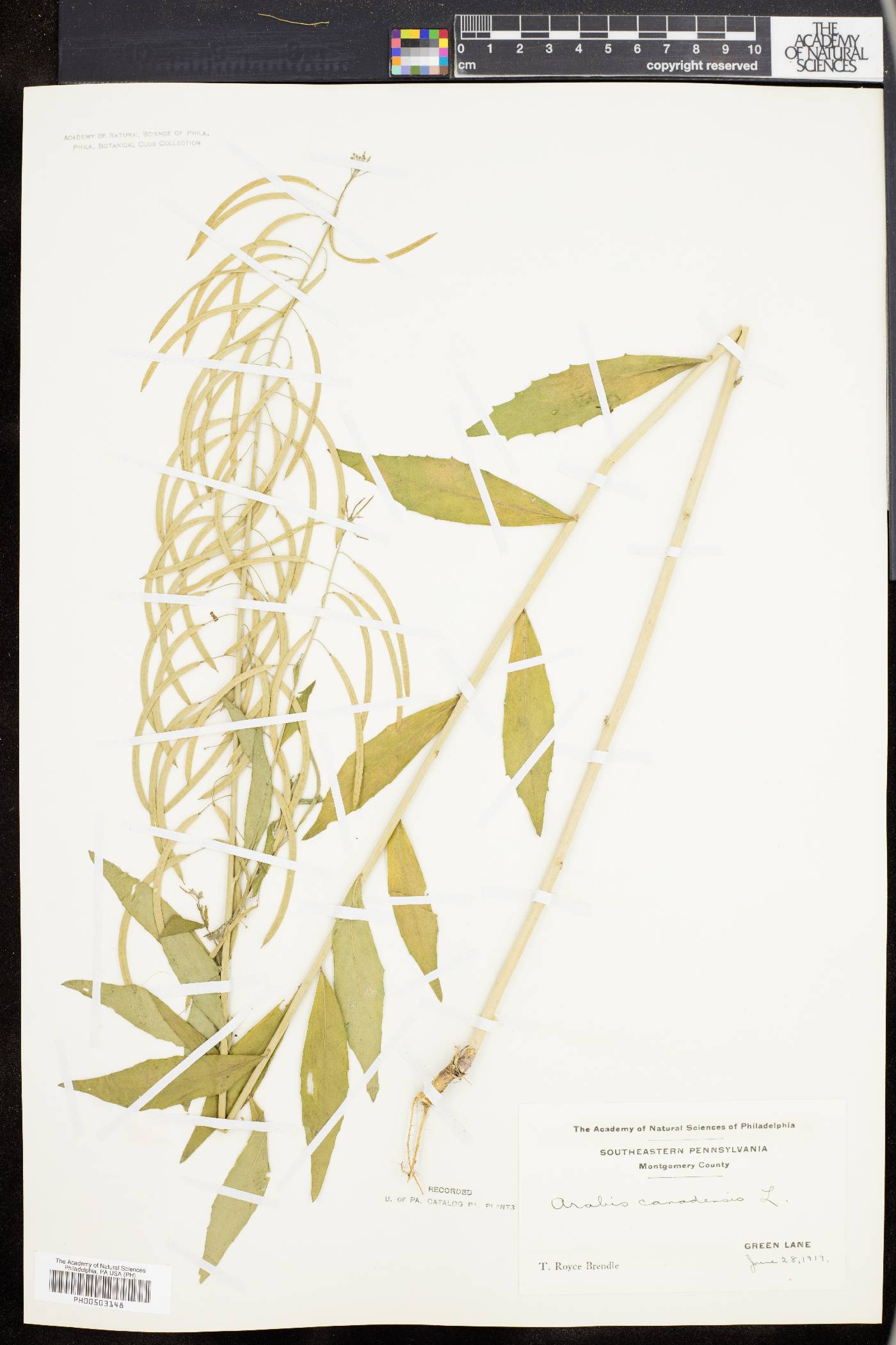 Borodinia canadensis image