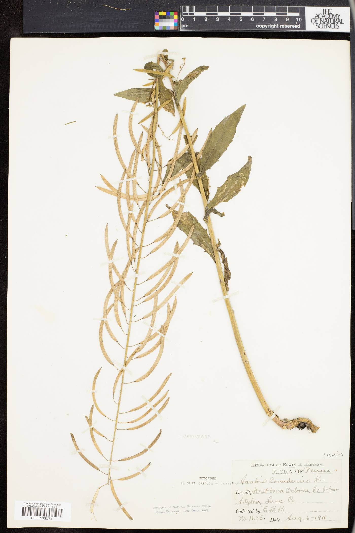 Borodinia canadensis image
