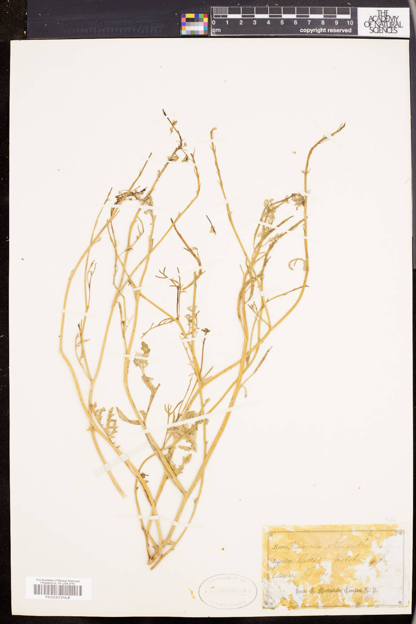 Coincya monensis subsp. cheiranthos image