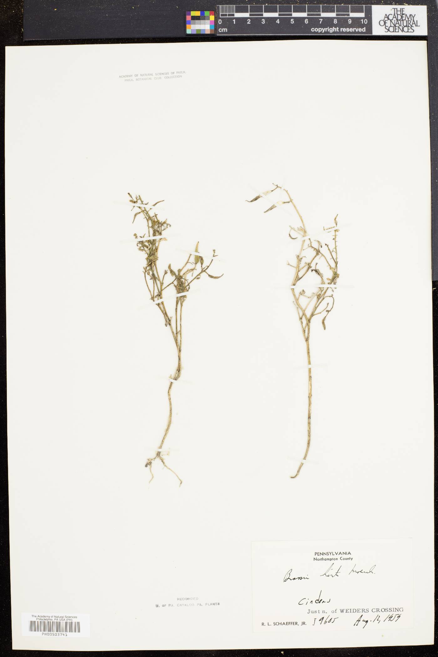 Sinapis alba image